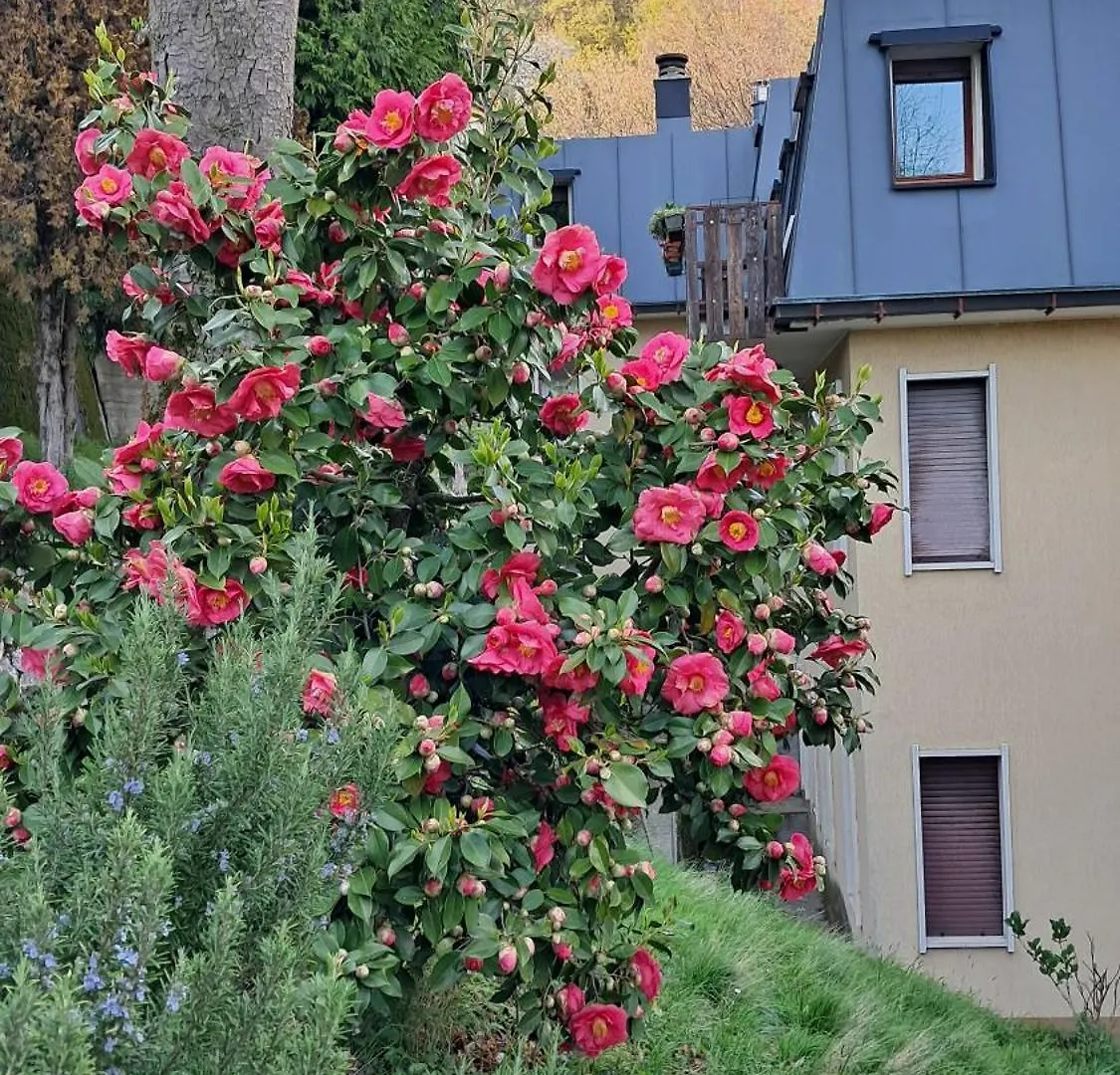 Alfaro54 Apartman Brunate